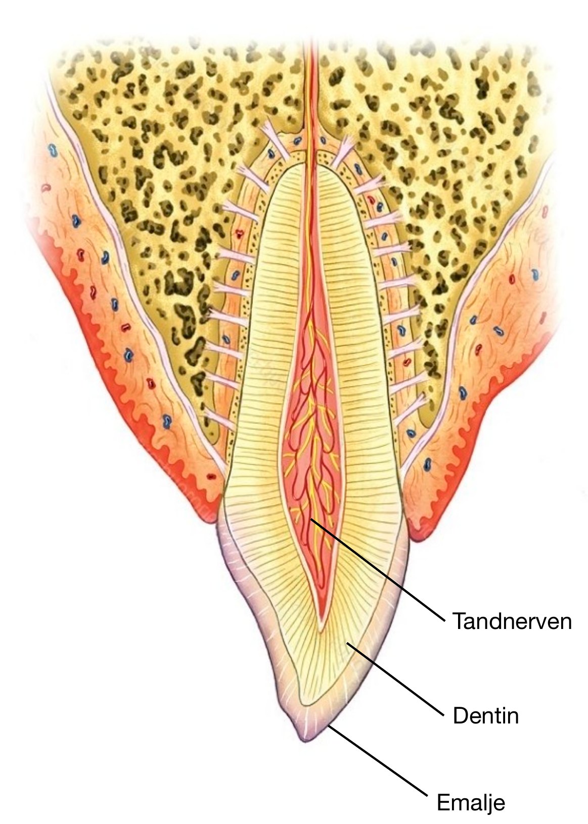Tegning af en tand med tandnerven, dentin og emalje